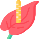 Tulpe