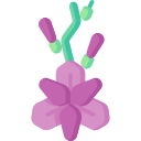 Orchidee
